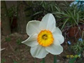 Narcis - Sunovrat - lat. Narcissus 